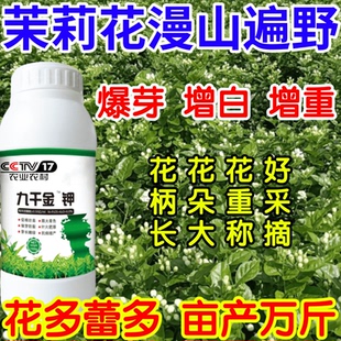 茉莉花漫山遍野白增重花朵饱满蕾多花多花柄长产万斤茉莉花叶面肥