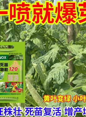 一喷就爆芽一喷绿烂根急救120黄叶小叶变大黄叶变绿治病增产肥料