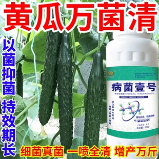 黃瓜萬菌清早霜霉病晚疫病白粉病真菌細菌病毒稻瘟病銹病一瓶搞定