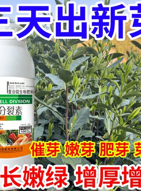 三天出新芽长嫩绿茶叶催芽王强力催芽猛产爆芽提前发芽增产叶面肥