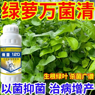 綠蘿萬菌清病菌細菌通殺霜霉病蔬菜果樹白粉病晚疫病通用型殺菌劑