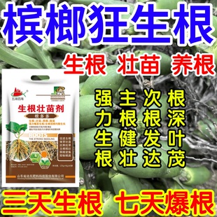 槟榔狂生根根深叶茂主根健株次根发达果树蔬菜花卉爆根生根壮苗剂