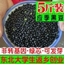 东北绿芯心小黑豆新鲜农家自产5斤装 五谷杂粮豆芽豆浆可醋泡青仁