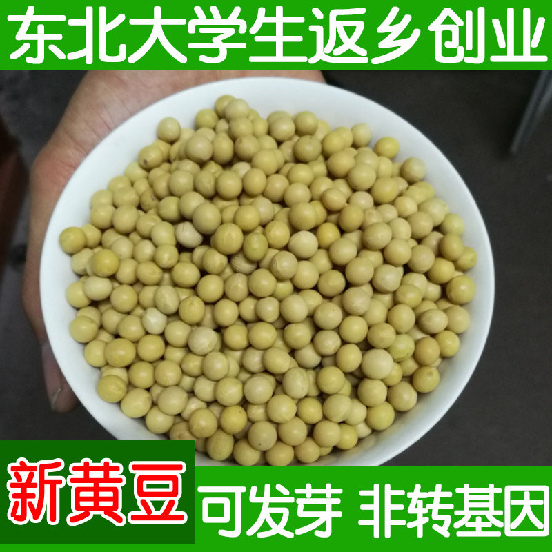 东北黄豆500g真空装豆浆专用豆农家自种非转基因可生豆芽新鲜大豆