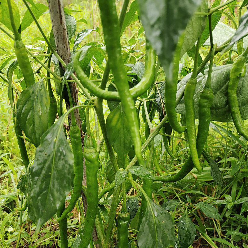 江西赣南农家露天种植新鲜土辣椒青椒当季辣椒绿辣椒薄皮辣椒