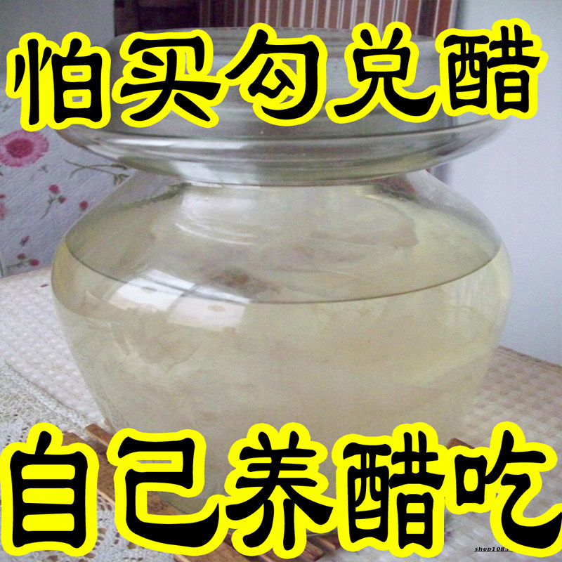 醋蛾子陈醋菌酿造醋菌种