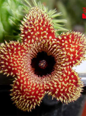 Huernia pillansii阿修罗萝藦科多肉植物组合盆栽