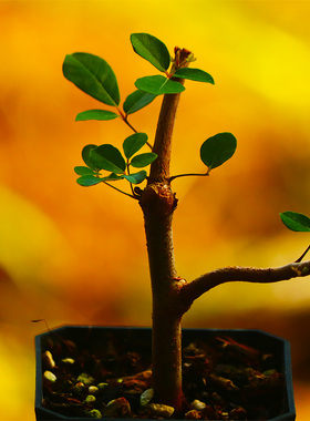 奥比克没药 橄榄 Commiphora orbicularis 块根多肉植物