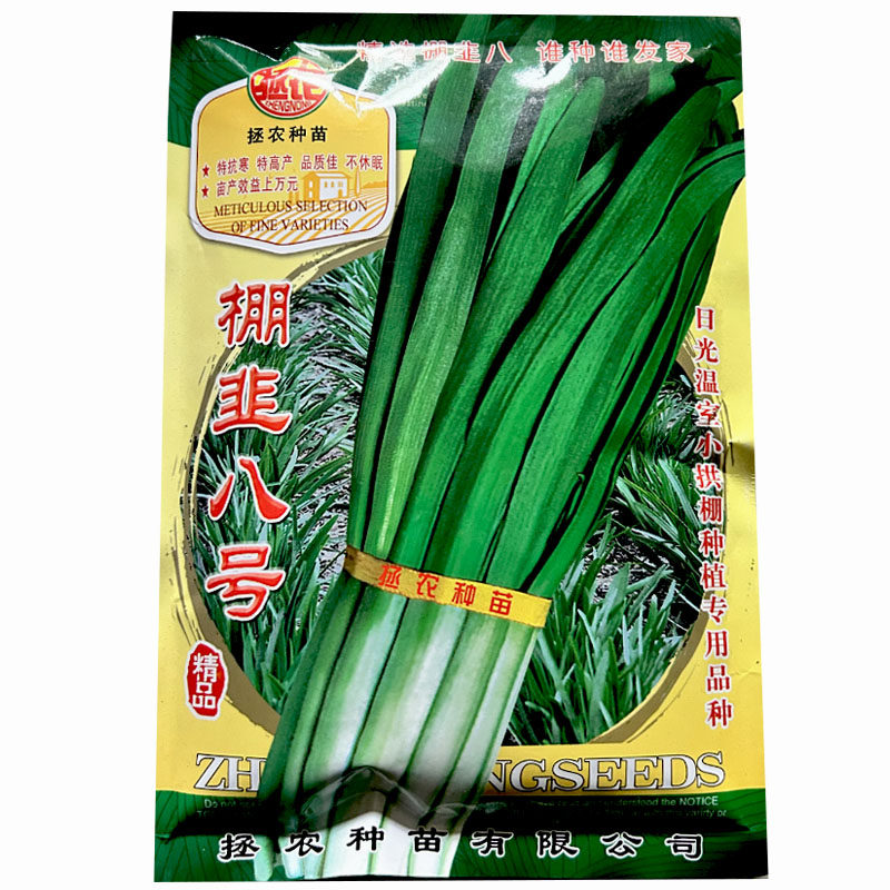 棚韭八号韭菜种子250g耐寒不休眠白根韭菜籽大宽叶抗倒伏大田基地