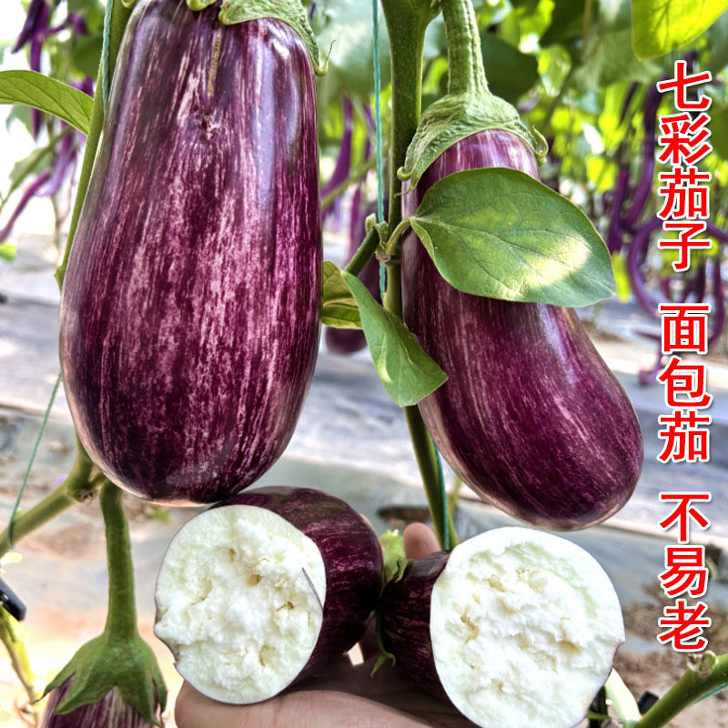 金丝茄子种子七彩茄花皮泰国面包茄中早熟品种茄子肉白色烧烤茄