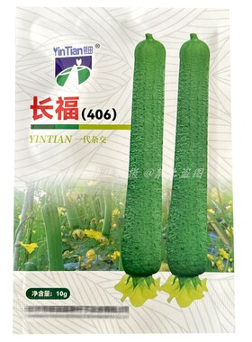 长福406丝瓜粗棒高产皱皮早熟10g抗病肉厚清香脆大田基地四季蔬菜