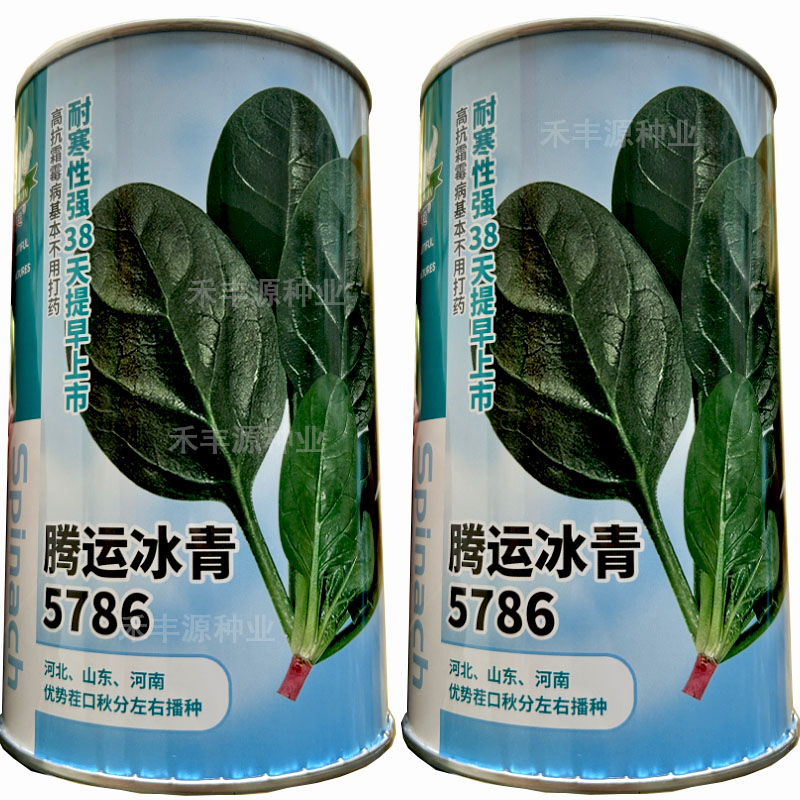 菠菜种子腾运冰青5786耐寒长椭圆叶墨绿色早中熟直立易捆扎大叶菠
