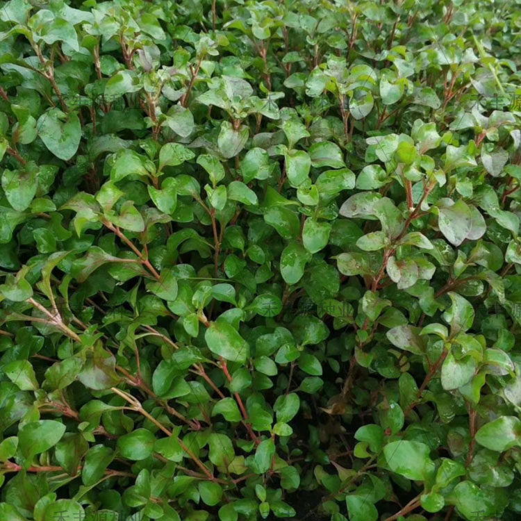 台湾红枸杞叶种苗 盆栽多年生蔬菜苗可食用凉拌炒菜生吃新枸杞苗