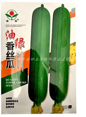 油绿香丝瓜种子白籽短棒绿皮油亮10g肉丝瓜种籽早熟春秋丝瓜