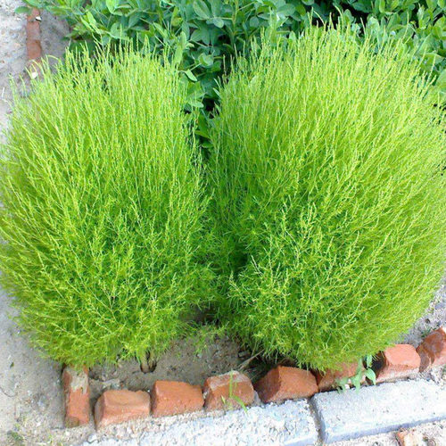四季蔬菜地肤野菜扫帚菜种子