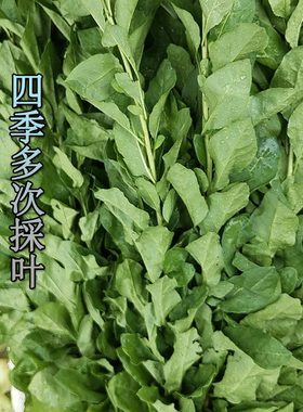 叶用枸杞种子枸杞芽籽 菜用芽菜种苗无果枸杞蔬菜种四季盆栽家庭