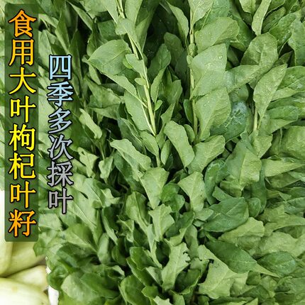 叶用枸杞种子枸杞芽籽 菜用芽菜种苗无果枸杞蔬菜种四季盆栽家庭