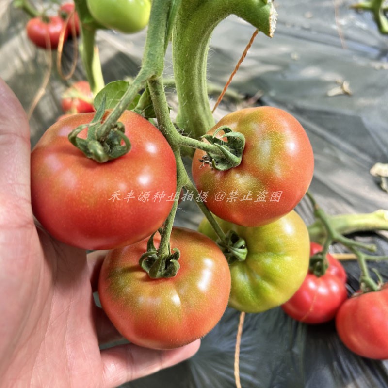 草莓番茄种子春秋季越冬秋1000粒铁皮绿腚大西红柿籽四季蔬菜种子
