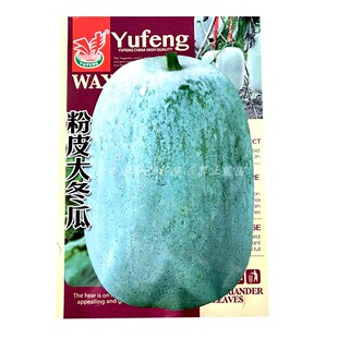 粉皮大冬瓜种子长圆柱高产白皮大节瓜四季播种蔬菜籽老品种南瓜籽