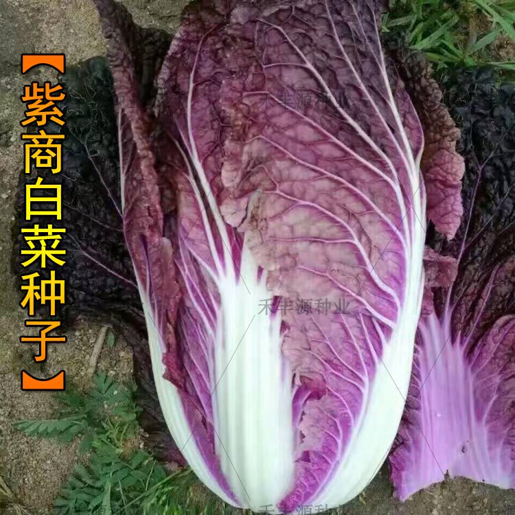 紫白菜种子四季紫色小红色娃娃菜秋季大蔬菜种籽千宝菜菜籽孑菜种