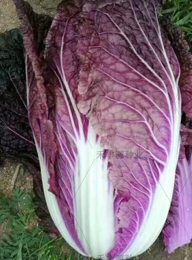 紫白菜种子四季紫色小红色娃娃菜秋季大蔬菜种籽千宝菜菜籽孑菜种