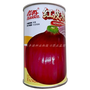 华丹红皮水果洋葱种子100g中日照圆形稍扁红皮葱头紫妃水果圆葱籽
