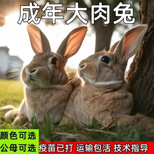 成年比利时兔子活物大型可繁殖食用肉兔大白兔花兔黑兔八点黑种兔