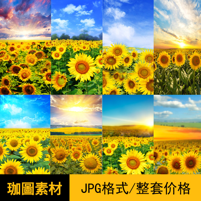 [0100]现代向日葵太阳花风景摄影玄关装饰画画芯高清素材