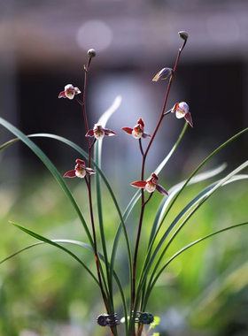 国兰兰花寒兰【端妍】老种室内正格紫花名兰季老种绿植浓香盆栽