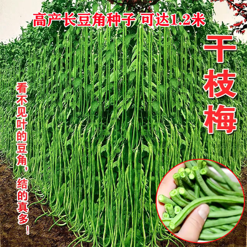 特长干枝梅豆角种子高产早熟春秋四季易种庭院田园豇豆蔬菜种子农