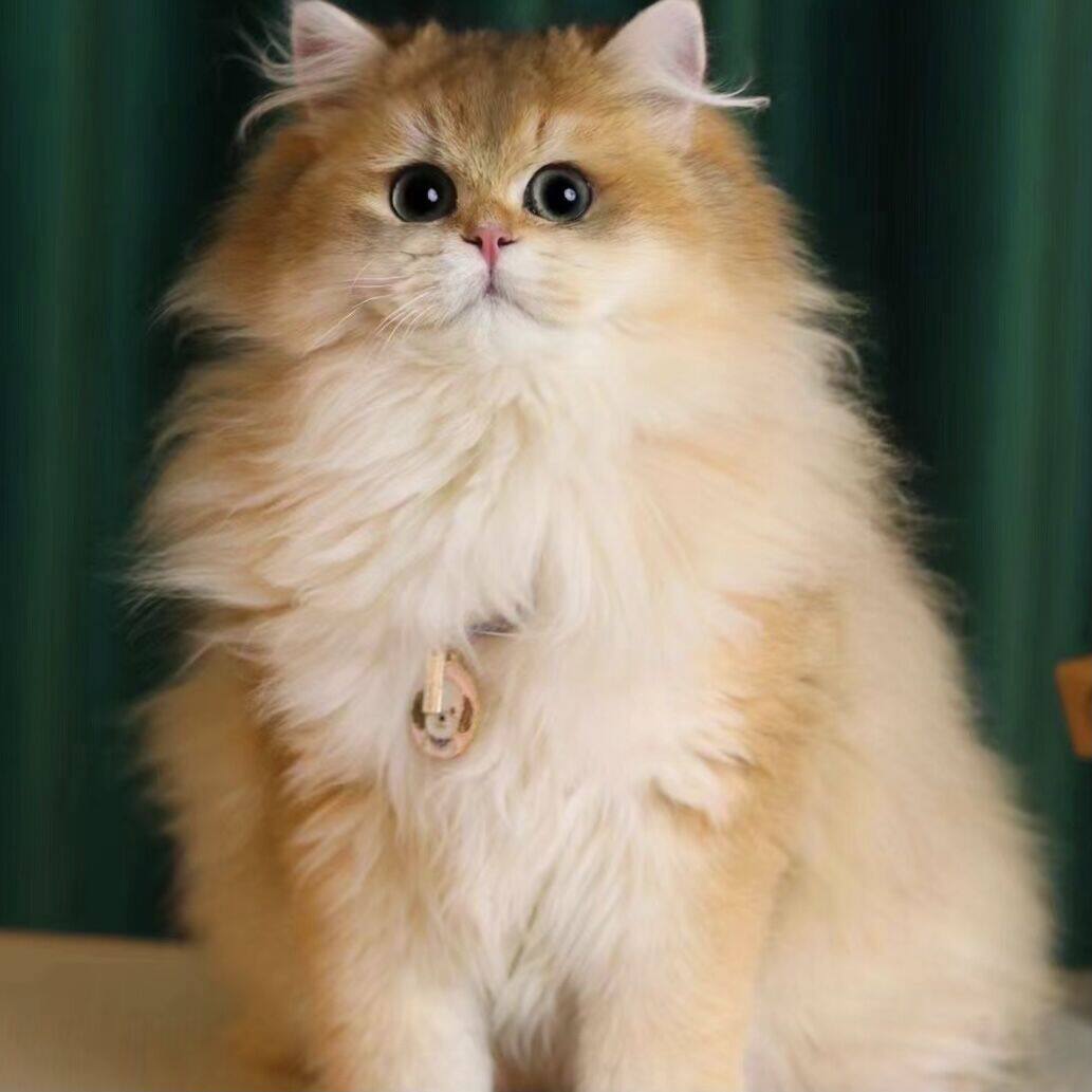 英短金渐层纯种幼猫活体宠物猫赛级血统ny12色11色矮脚拿破仑猫咪