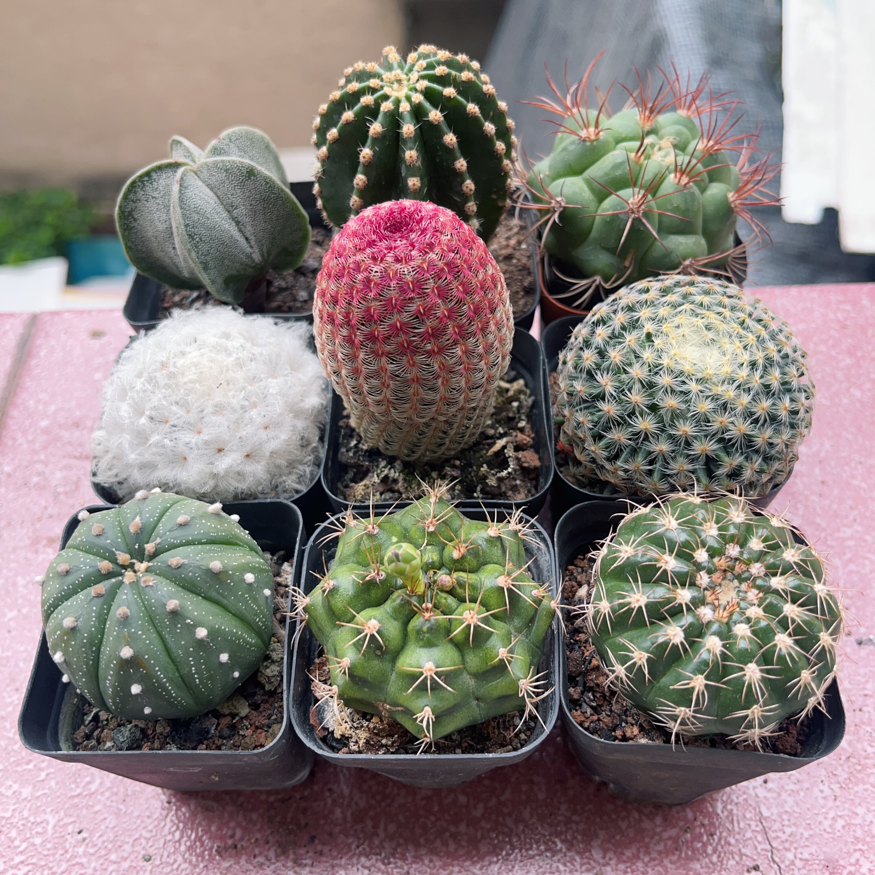 新天地仙人球组合套餐多肉植物室多肉植物
