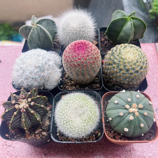 仙人球 星兜仙人球实生精品多肉植物室内阳台小盆栽花卉好养绿植