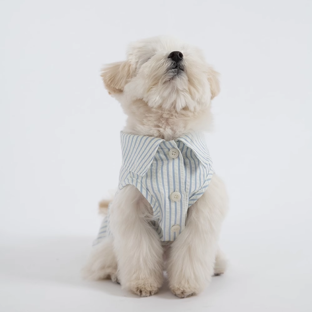 韩国代购Dverry宠物无袖衬衫条纹背心 蓝色纯白打底衫立领 小型犬