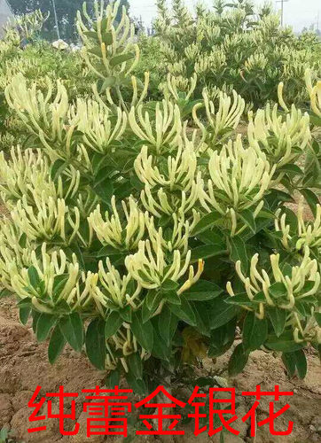 绿植盆栽金银花苗新品种