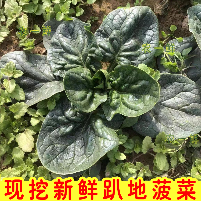 河南新鲜趴地菠菜现挖矮脚红根霜冻厚叶菠菜农家自种新鲜大叶蔬菜