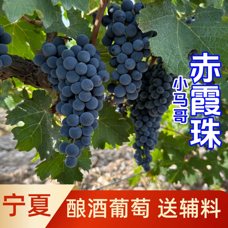 酿酒专用葡萄新鲜赤霞珠葡萄自酿泡酒酿酒葡萄宁夏产区10斤起包邮