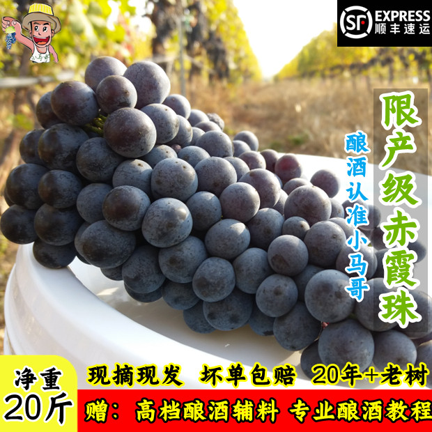 老树限产赤霞珠酿酒葡萄怀来小马哥20斤桶装新鲜酿酒葡萄自酿泡酒