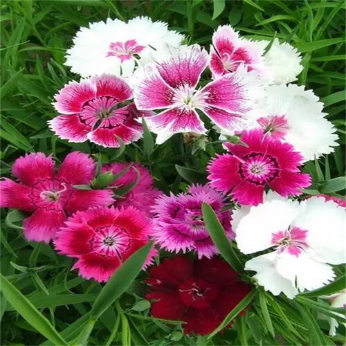 耐寒耐旱庭院宿根花卉五彩石竹