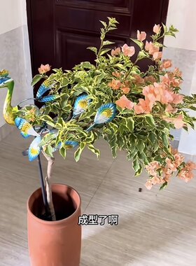 三角梅坨坨桩.提根.怪根盆景一物一拍