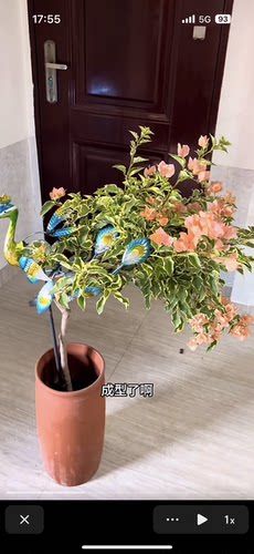 三角梅坨坨桩.提根.怪根盆景一物一拍