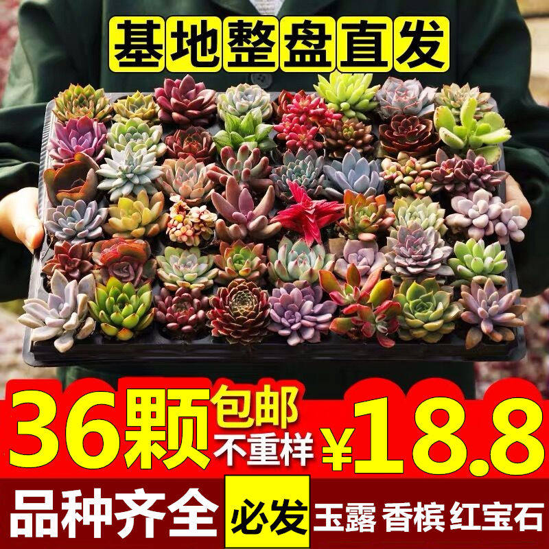 绿植好养玉露桃蛋小盆栽组合包邮