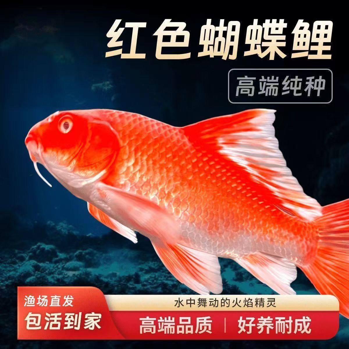 精品普身蝴蝶鲤圆手鳍纯种赛级大鳍大尾贵妃冷水观赏鱼苗包邮包活,宠物/宠物食品及用品,鱼,淘宝优惠券,粉丝福利购,淘宝优惠卷