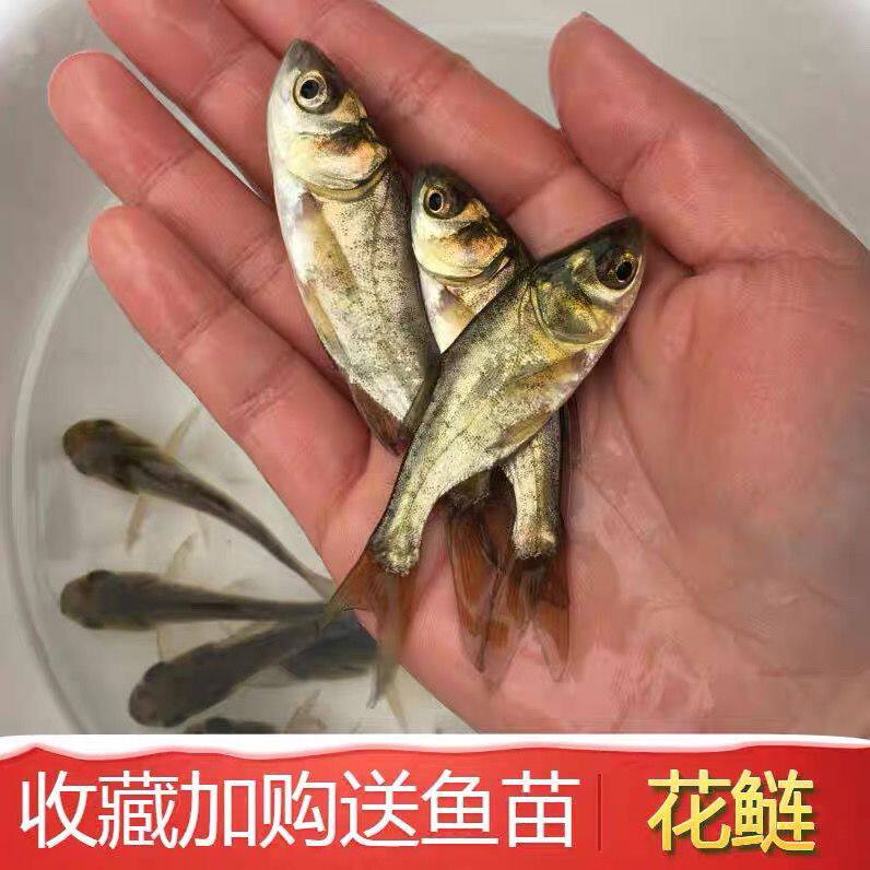 花鲢鱼苗淡水好养殖食用鲢鳙鱼苗胖头鱼鳊鱼四大家鱼雄鱼大头鱼