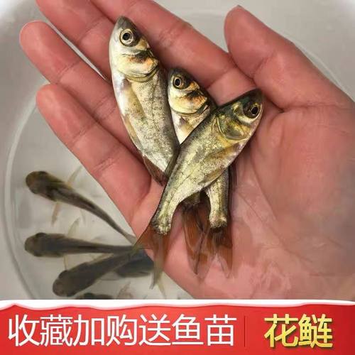 花鲢鱼苗淡水好养殖食用