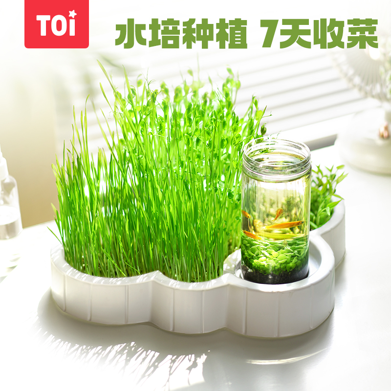 toi图益云朵小菜园儿童种植小盆栽阳光房迷你农场幼儿园科学实验