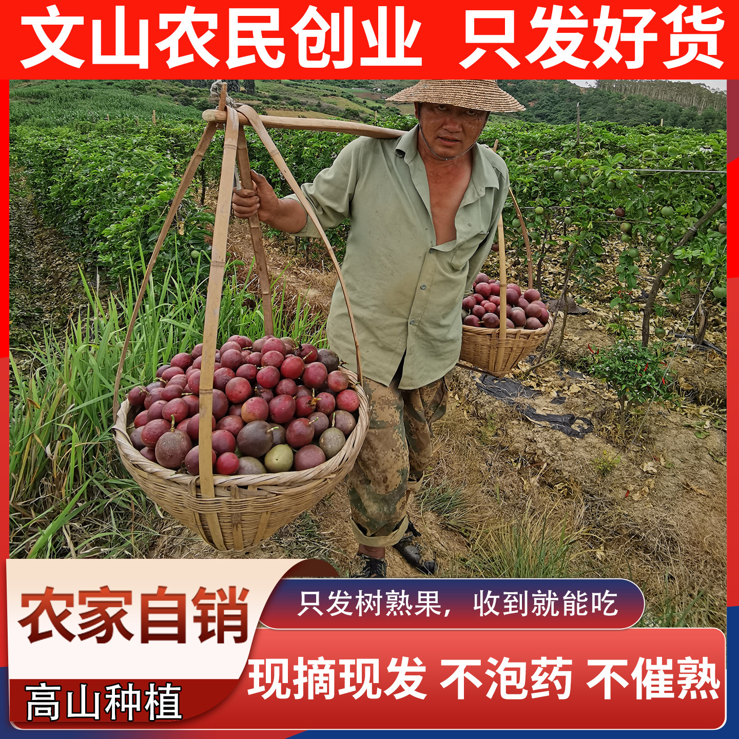 高山树熟百香果，爆浆浓香图片