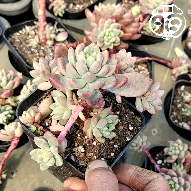 香奈儿老桩有香味多肉植物花卉绿植盆栽云南多肉1棵包邮