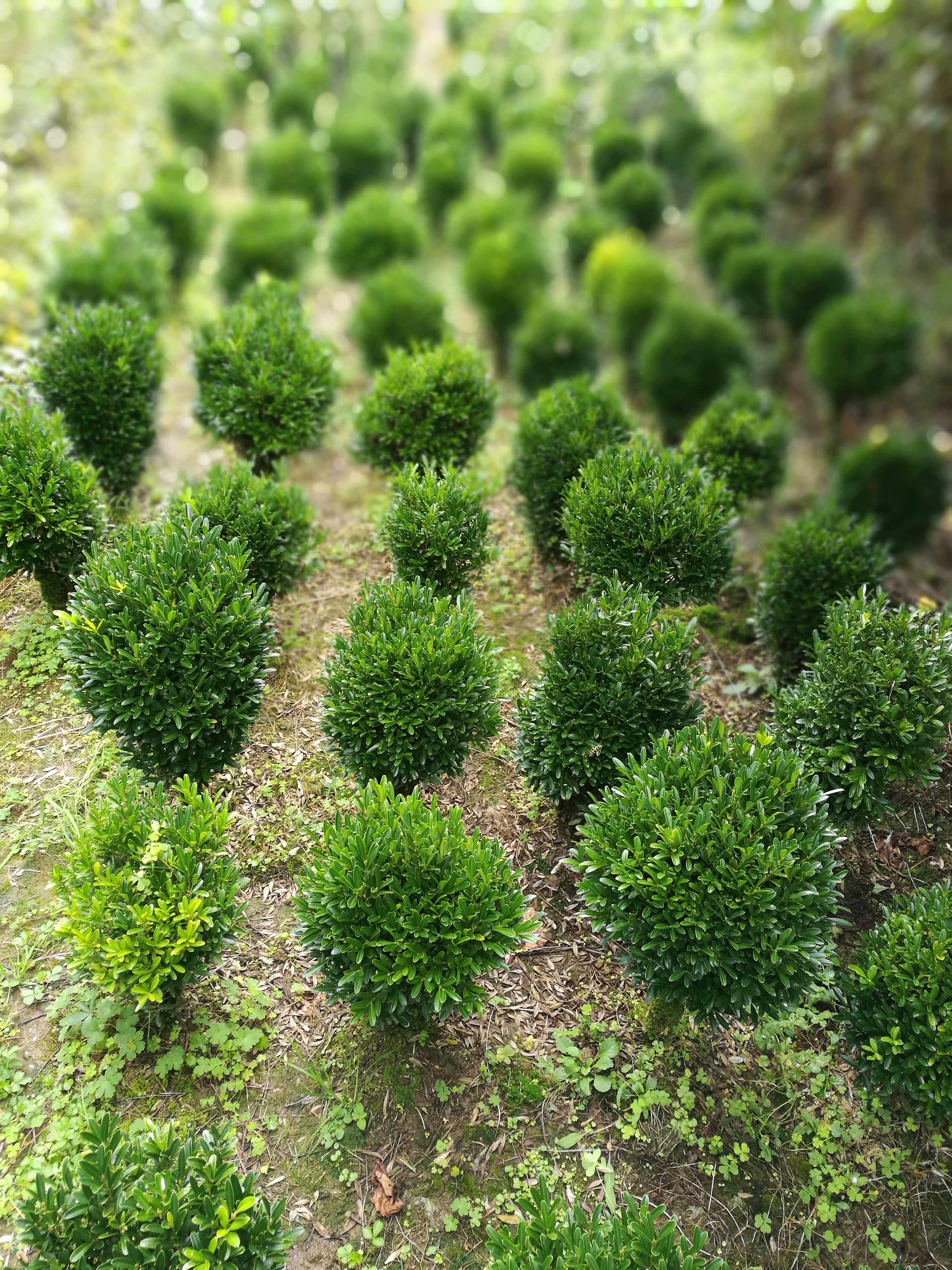 雀舌黄杨 云南腾冲黄香木黄杨造型盆景素材