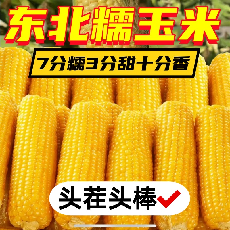 东北甜糯玉米棒非转基因白苞米黏香10支大棒真空独立包装